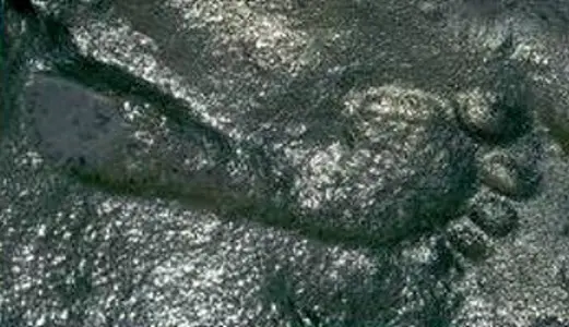 290 million year old footprint Ancient Code