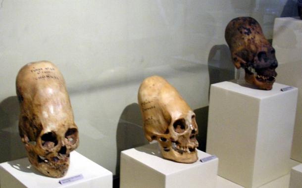 Elongated skulls on display at Museo Regional de Ica