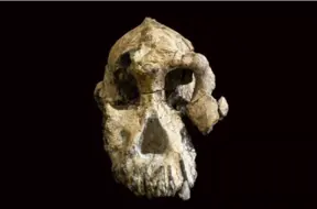Meet Australopithecus anamensis, one of humankind's oldest ancestors