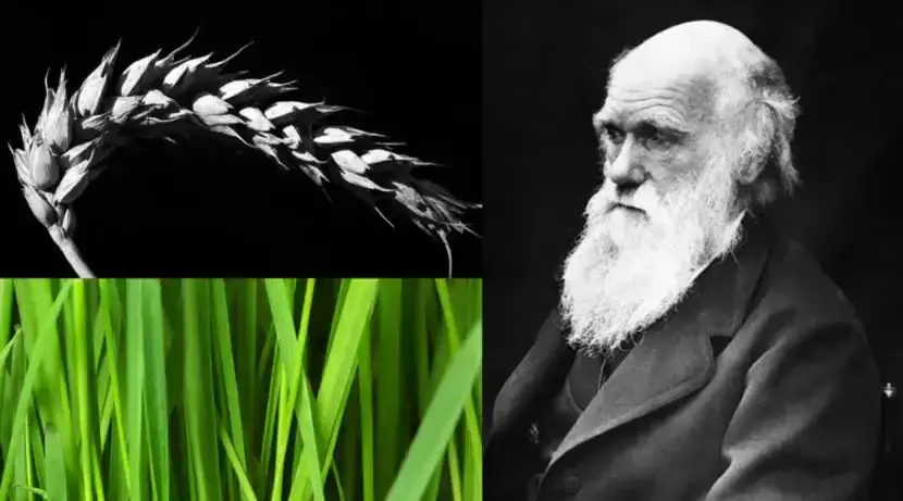 Grass and Other Organisms Add New Leaf to Darwinian Evolution