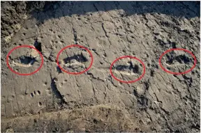 Meet the 3.6 million-year-old footprints of Africa