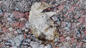 5,000-Year-Old Penguin 'Mummies' Found in Antarctica