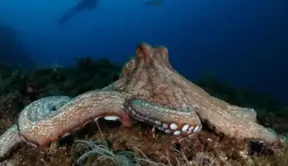 Scientific Theory Suggests Octopuses Are 'Aliens' And Came To Earth In 'Cryopreserved Eggs'