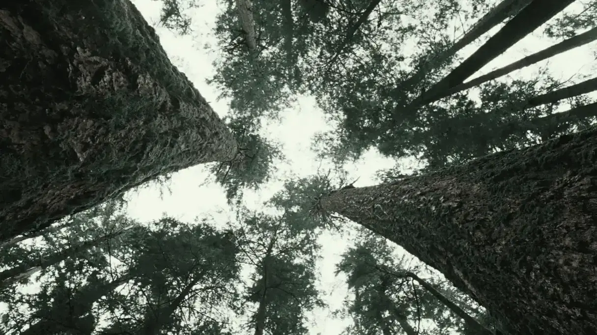 Scientists On How Trees Talk Through an Ancient 'Otherworld' Network