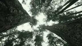 Scientists On How Trees Talk Through an Ancient 'Otherworld' Network