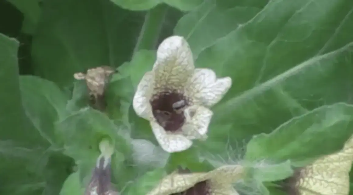 Did this hallucinogenic plant transform Viking warriors into the legendary Berserkers?