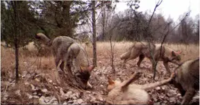 Wildlife proliferating in Chernobyl's exclusion zone