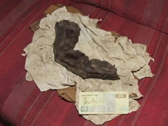 A 38-centimeter long finger found in Egypt: Evidence of the Nephilim?