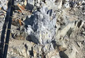Newly-found fossils reveal Antarctica had lush forests before Dinosaurs existed