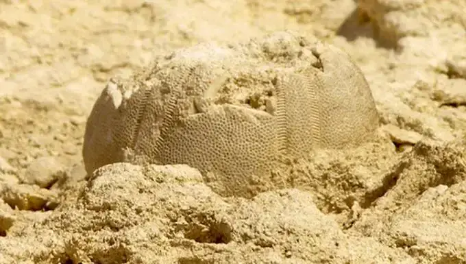Fossil Suggests The Pyramids And The Sphinx Were Once Submerged Under Water
