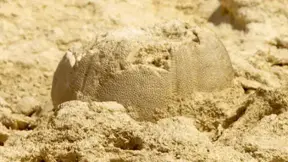 Fossil Suggests The Pyramids And The Sphinx Were Once Submerged Under Water