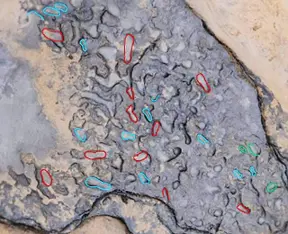 800,000 year old footprints in the UK suggest history needs to be rewritten