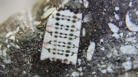 No, this is not an actual 250-million-year-old microchip