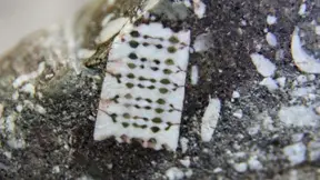 No, this is not an actual 250-million-year-old microchip