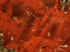 Scientists find life may have existed 3.8 Billion years ago