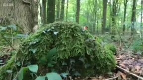 Stone circle dating to the Bronze Age found hidden in British forest