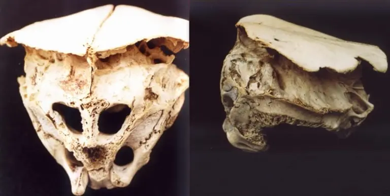 Alien Skull Bulgaria