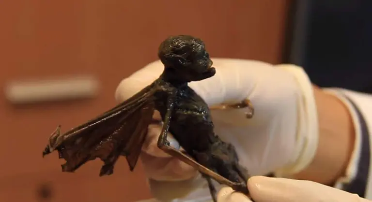 Alien fairy Real
