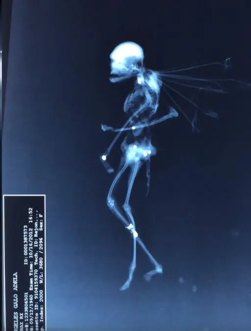 Fairy x Ray