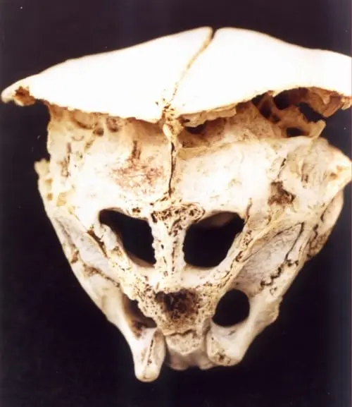 Optimized-Alien Skull