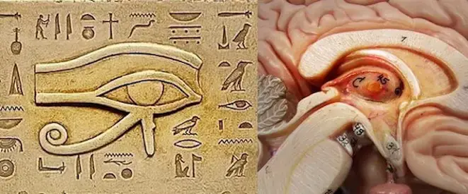 Pineal-Gland