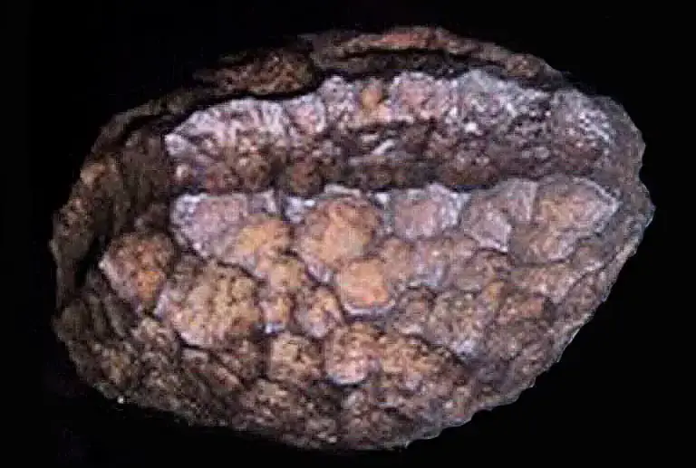 Wolfsegg_iron_Salzburg_cube-oopart-unexplained2