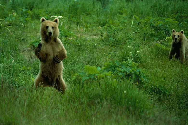 Scientists genetically link orangutans to giant ape thought to be Bigfoot