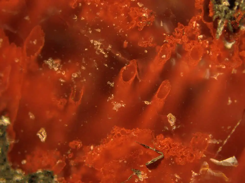 Scientists find life may have existed 3.8 Billion years ago