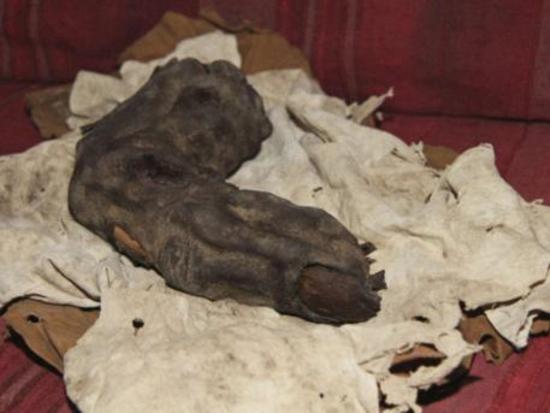ehfaf - A 38-centimeter long finger found in Egypt: Evidence of the Nephilim?