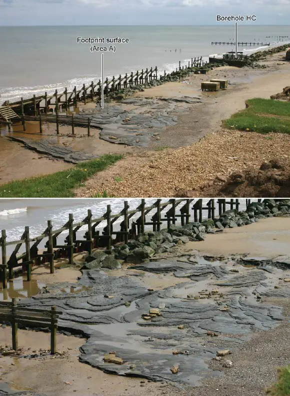image-Happisburgh-Footprints - 800,000 year old footprints in the UK suggest history needs to be rewritten