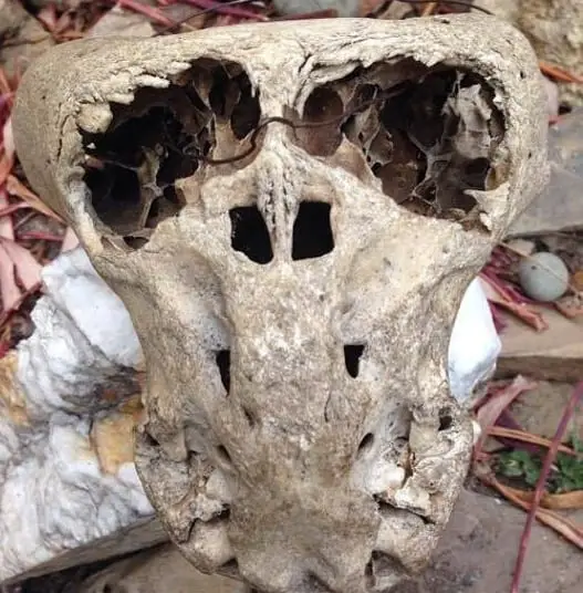 n - Two ‘alien’ skulls discovered in Russia, a secret Nazi institution and the search for the origin of Mankind