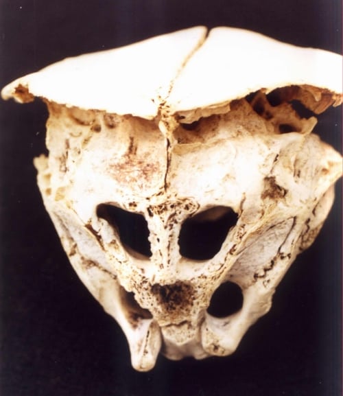 Optimized-Alien-Skull - The Rhodope Skull: The mysterious cranium of a real-life Alien?