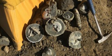 33E732D600000578 3577625 We found a lot of really great fossils University of Queensland a 13 1462564001451