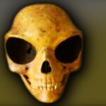 Sealand Skull