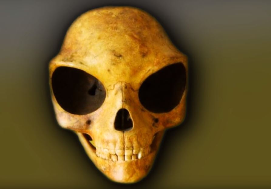 Sealand Skull