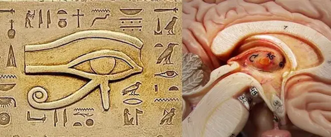 Pineal-Gland - The Pineal Gland: One of the biggest secrets withheld from humanity