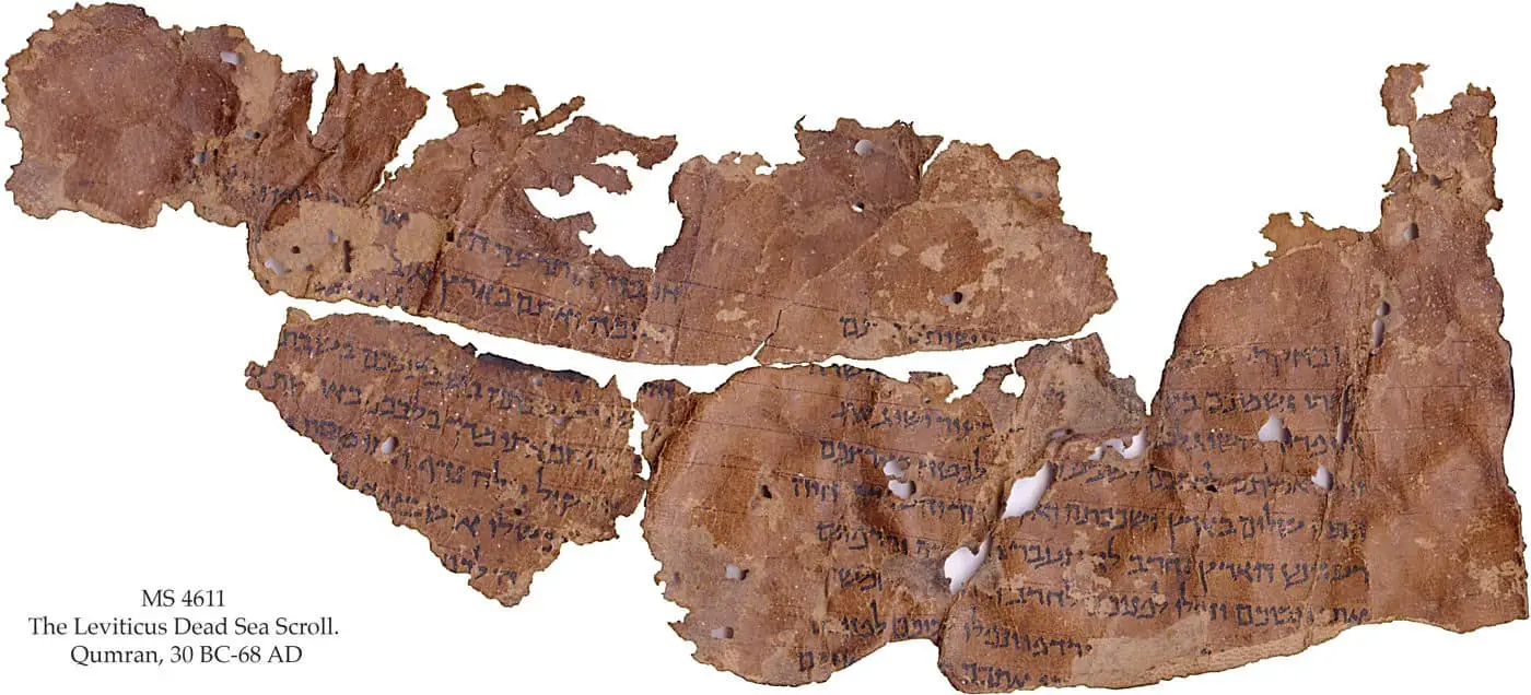 This scroll fragment preserves parts of the Book of Leviticus. Credit: copyright The Schøyen Collection, Oslo and London, MS 4611