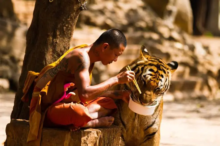 Tiger and a monk