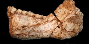Homo Sapiens Jaw 300000 years old