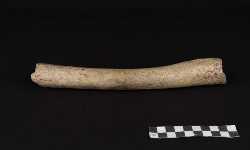 History changer? A 124,000-year-old thigh bone contains MODERN DNA 1-dnaofearlyne