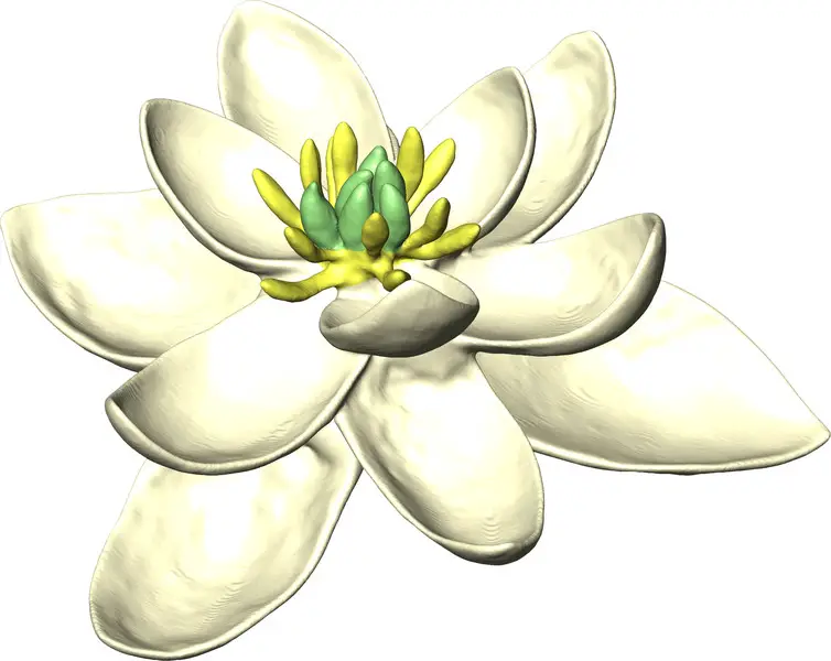 Ancient Flower