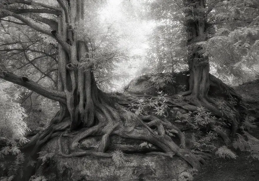 Ancient Trees 10