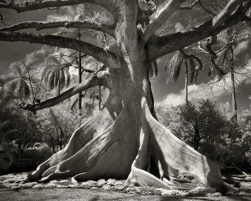 Ancient Trees 13