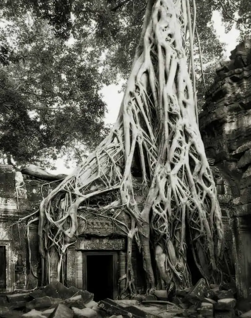 Ancient Trees 15