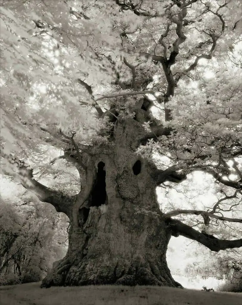 Ancient Trees 18