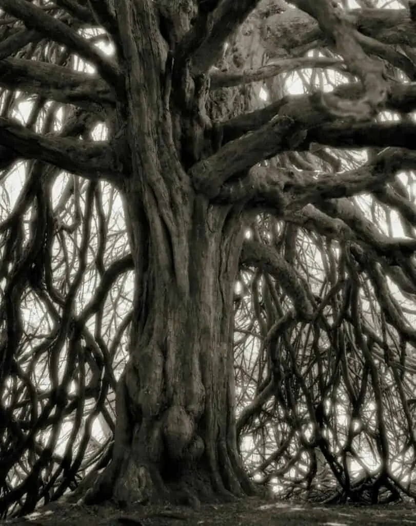 Ancient Trees 20