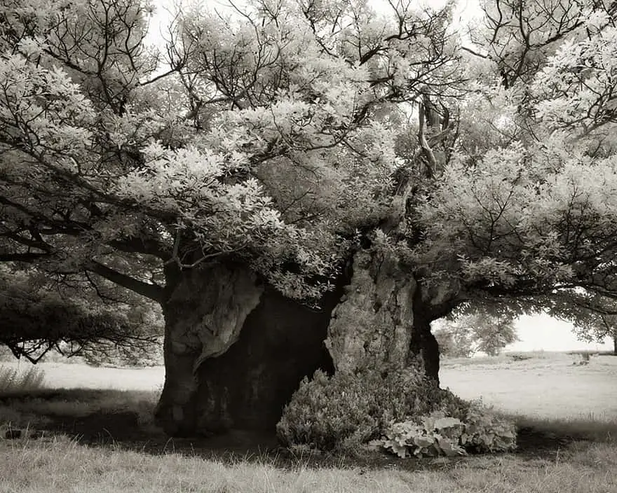 Ancient Trees 21