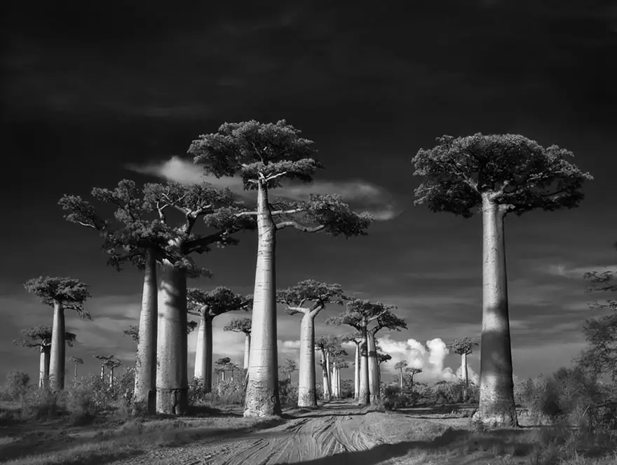 Ancient Trees 6