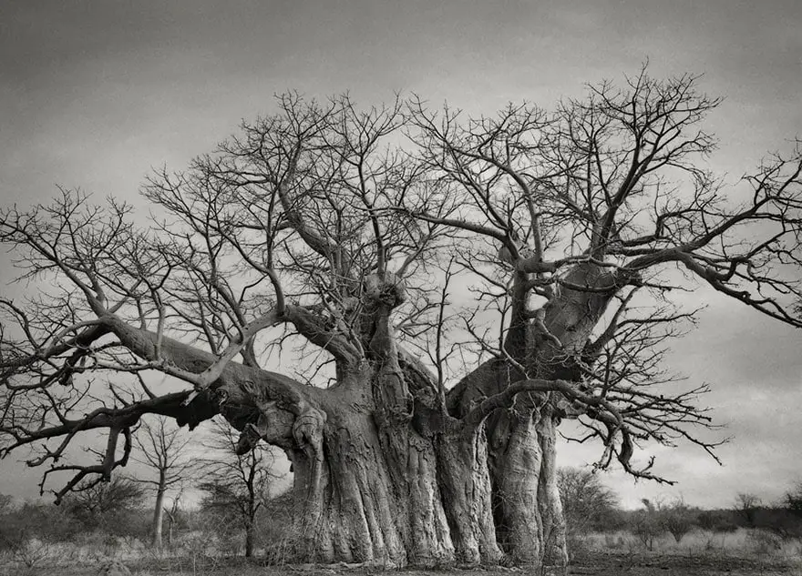 Ancient Trees 7