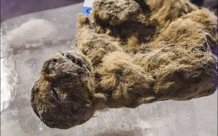 Scientists want to clone 50,000-year-old Cave lion cub in Jurassic Park-style experiment